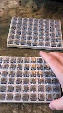 Kailh Deep Sea Silent Pro Whale Switch Unboxing