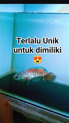 #channa #aurantimaculata #snakehead #shorts