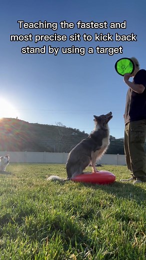Train your dog the FASTEST and most precise SIT to STAND using a paw target 🐾 this method is for teaching your dog the kick back stand with the front feet static. #dogtraining #dogtrainer #dogobedience #dogtrainingtips #dogtrainingadvice #positivereinforcementtraining #positivereinforcement #bordercollie dog training tips