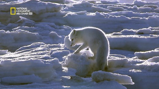 مع انخفاض درجات الحراراة وهبوب رياح الشمال، تبدأ مغامرة الدببة القطبية في أقسى البيئات على الأرض! لا تفوتوا مشاهدة "مملكة الدببة القطبية" غداً، من الساعة 4 مساءً إلى 8 مساءً بتوقيت الإمارات، على ناشونال جيوغرافيك أبوظبي As temperatures drop, and the North wind blasts, polar bears embark on their adventure in the harshest environments on earth! Don't miss out on "Kingdom of The Polar Bears" tomorrow, from 4pm to 8pm UAE, on National Geographic Abu Dhabi | National Geographic Abu Dhabi