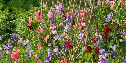 The sweet pea planting window is here: How to grow and 6 best varieties to try
