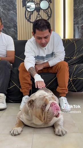 Los Mejores Tipos de Perros para Tener como Mascota