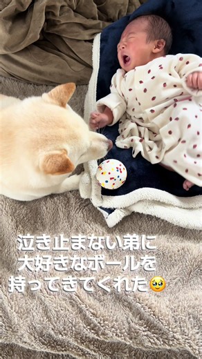 優しい豆柴のボール遊び