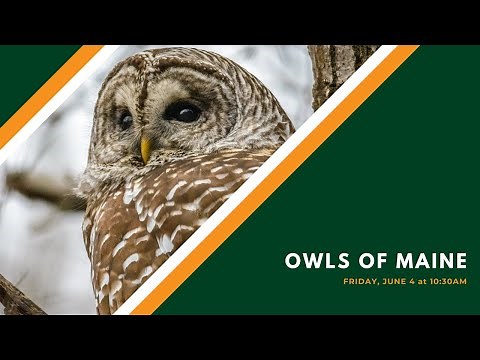 Owls of Maine