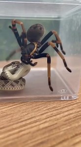 Witness the intense battle between a fearless spider and a deadly snake! 🕷️🐍 In this epic clash of predator vs predator, the spider strikes with lightning speed while the snake fights to defend itself. Every move, every attack — raw, real, and thrilling! ⚡🔥 Watch till the end to see who dominates this wild showdown. Nature never fails to amaze! 🌿 #SpiderVsSnake #WildFight #NatureBattle #AnimalFight #PredatorVsPredator #RealFight #SpiderAttack #SnakeFight #WildlifeReel #NatureReel #EpicBattle
