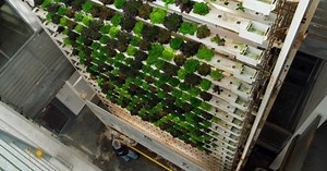 Vertical farming: A new form of agriculture