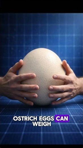 👉The Biggest Eggs Ever Didn't Hatch ... They Vanished 🥚#shorts #egg