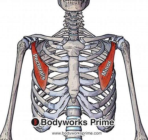 Pectoralis Minor Muscle Anatomy | Bodyworks Prime