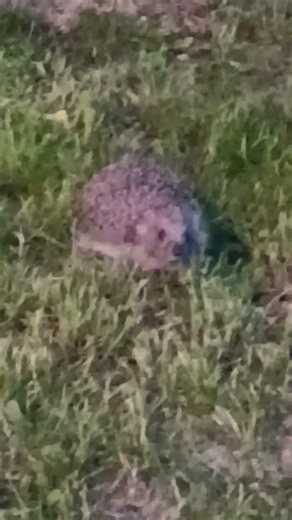 hedgehog's face #animals #jeż #zwierzęta #zwierzaki #pets #pet