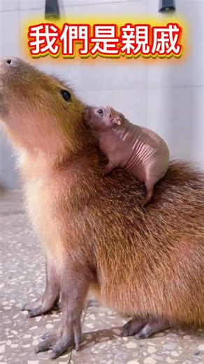 5.7K views · 495 reactions | @bubu_and_nene Guinea Pig& Capybara 兩者都是天竺鼠科 就像你跟你表姊是同一個家族 但長相、個性、生活方式完全不同❤️ 感謝 @capybarahousetw 水豚表姐家的火鍋好吃 | 黃媁媁 Irene | Facebook