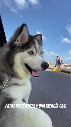 Siberian Husky Dog