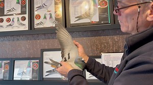 6.2K views · 596 reactions | Part III, Lot 42 of Pearls of the Sky public auction. Legends as grandparents: Harry, New Harry, Alexia and Birdy. Halfbrother to “Knockout Victor”: 1st Knock Out Acebird Victoria falls 2020 8th final Victoria Falls 2020 Link to the auction: https://gps-auctions.com/shop/veilingen/pearls-of-the-sky-2022-veilingen/pearls-of-the-sky-part-3/nl22-8560489/ | Hooymans Pigeons | Facebook