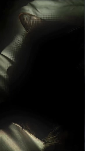 XML Presets for Alight Motion Editing