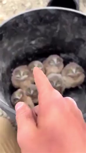 Wildlife Conservationist Placing Baby Burrowing Owls Back Into Their Burrow