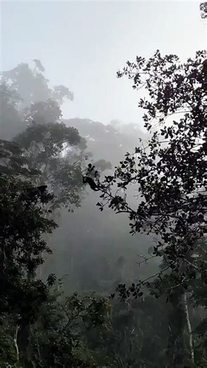 Monkeys forming a living bridge to help each other cross