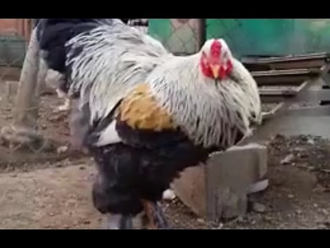 Gigantic chicken struts onto the internet, into our hearts