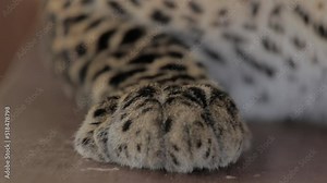 Endangered Macan Tutul Jawa Javan Leopard Panthera Carnivora in Java Indonesia