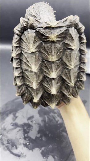 Spikes Like Armor — Meet a Top-Quality Alligator Snapping Turtle 👀