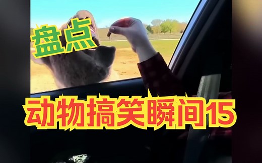 动物搞怪笑点无限！绝对不能错过的搞笑视频