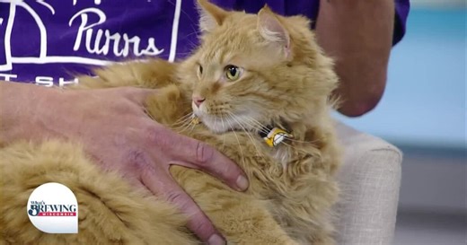 Second Hand Purrs Annual Rummage Sale Fundraiser on June 19-21