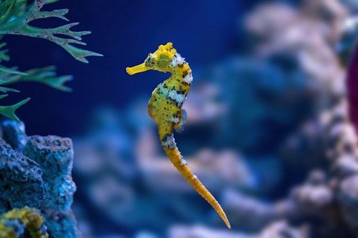 It has no scales, swims upright and grips with its tail – so why is the seahorse considered a fish? | Discover Wildlife
