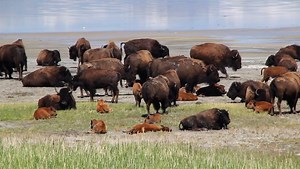 Bison Pictures - AZ Animals