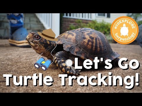 Let's Go Turtle Tracking!