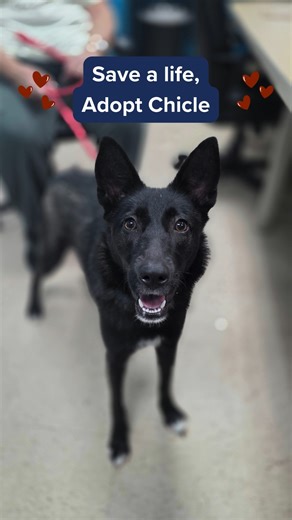✨UPDATE: Chicle was adopted✨ Chicle has spent over 90 days in our shelter—far longer than any puppy should. She came to us as a tiny surrender, and now at just 10 months old, she’s grown into a sweet, hopeful girl who’s still waiting for someone to truly see her. She’s watched other dogs find their families while she sits patiently, tail thumping, wondering when it will be her turn. Chicle is gentle, loving, and full of the goofy puppy joy that makes every day brighter. She doesn’t need much—jus