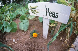 How Do Pea Plants Normally Pollinate?