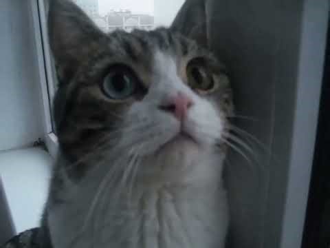 Wait, his eyes hold two different skies. #Cat