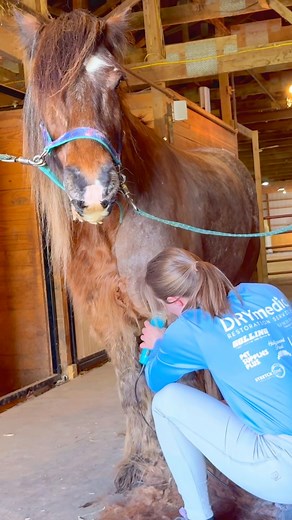 Gypsy Vanner’s FULL Body Clip | Free Spirit Equestrian