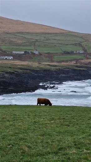 A WILD day in county Kerry, Ireland! 💚☘️ #wildatlanticway | Kerry Experience Tours