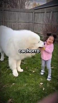 Esta perra se sacrificó para salvar a su pequeño dueño #shorts #animales #perro