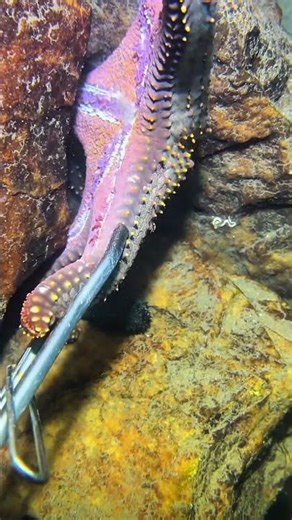What Is This Starfish Doing? Ocean Secrets Revealed! 😱