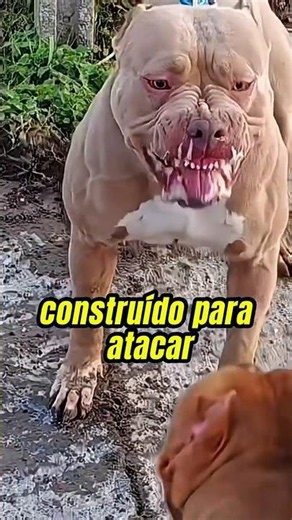 Why do Pitbulls appear so often in attacks? Biologist Henrique explains 🐕