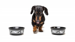 Changing Dog Food Within The Same Brand – The Why, When, And How