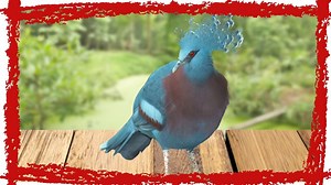 Victoria Crowned Pigeon (Goura victoria) Call & Sound Victoria Crowned Pigeon Video