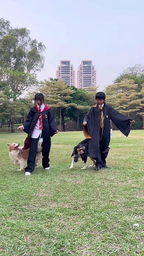 Harry potter 🧙🏻 #邊境 #邊境牧羊犬nabi #共舞 #人狗共舞 #halloween #harrypotter #跳舞狗