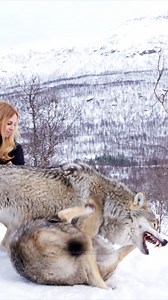 What would you do if you had two wolves kick off infront of you? Here’s some advice: don’t move… they can redirect onto you. However this wasn’t a fight but good healthy wolf pack communication. Marit overstepped her pack order and was disciplined by Braga for doing so #wolf #wolves #wolfpack #norway #wildlifephotography #wildlife | Anneka Svenska