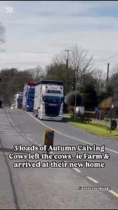 75K views · 532 reactions | We are delighted to work with a young couple setting out on their new dairy venture in Scotland. 3 loads of Autumn Calving Cows left the cows . ie Farm & arrived to their new home. Thank you very much & we’d like to wish them the very best of luck in their new venture ! #livestock #newfarm #farming #agriculture #scanıa #haulage #ireland #to #scotland | cows.ie - David Clarke Livestock | Facebook