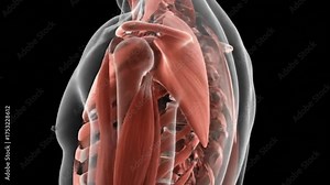 Human Anatomy Animated Back View Muscles Bones Spine Ribcage Scapula Shoulder and Shoulders Medical Animation for