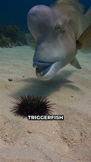 3 Reef Creatures Smart Enough to Outsmart Predators Twice Their Size 🧠