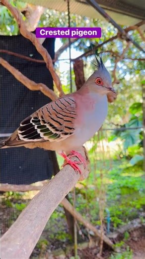 Crested pigeon (Australian crested pigeon) 🐦
