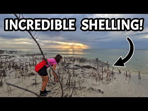 A Florida Shell Hunting Adventure - Honeymoon Island is LOADED with AWESOME SHELLS!