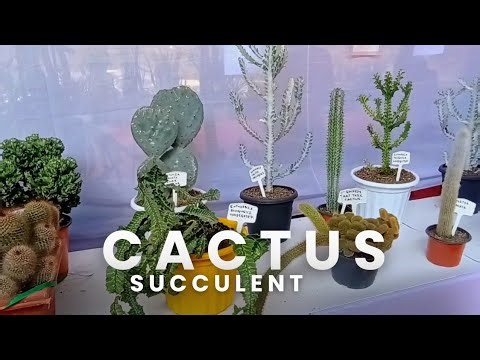 Cactus, Succulent indoor, outdoor