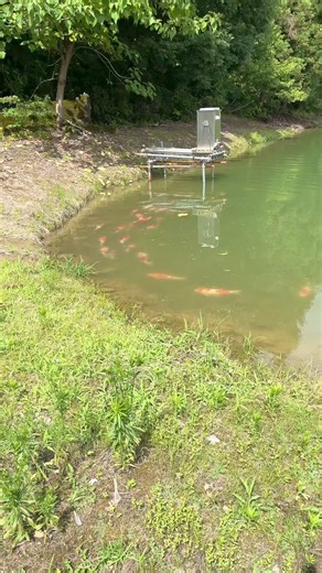 300K views · 2.4K reactions | Incredible Japanese Koi Fish in Nature Mud Pond  #koi #koifish #pondlife #fishing #japanesekoi | The Koi Partner | Facebook
