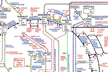 Biochemical Pathways | biochemical-pathways