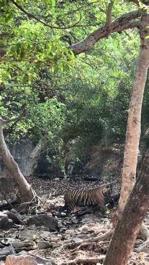 Tigar aapne sikar ko le jata huaa #wildlife