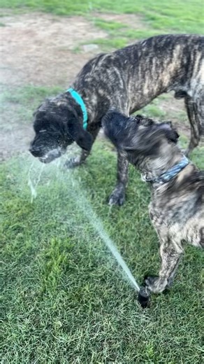 10K views · 237 reactions | Meet Wally (3 year old English Mastiff) & Bane (4 month old English Mastiff)! They're both available for adoption, playing in the sprinkler in their foster home!  Phoenix, Arizona  Apply to adopt at www.azmastiffrescue.com #azmastiffrescue #pacc911partner #adoptdontshop #mastiff #rescuedog #giantbreedlove #phoenixdogs #droolhappens | AZ Mastiff Rescue | Facebook