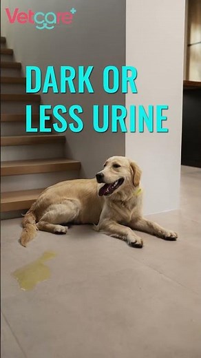 How to Recognize Symptoms of Dehydration in Dogs?